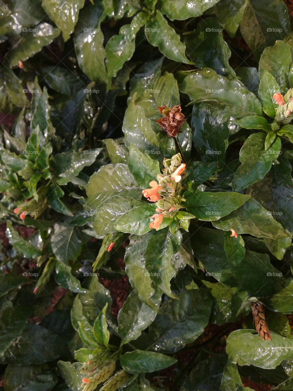 Leaf, Nature, No Person, Flora, Food