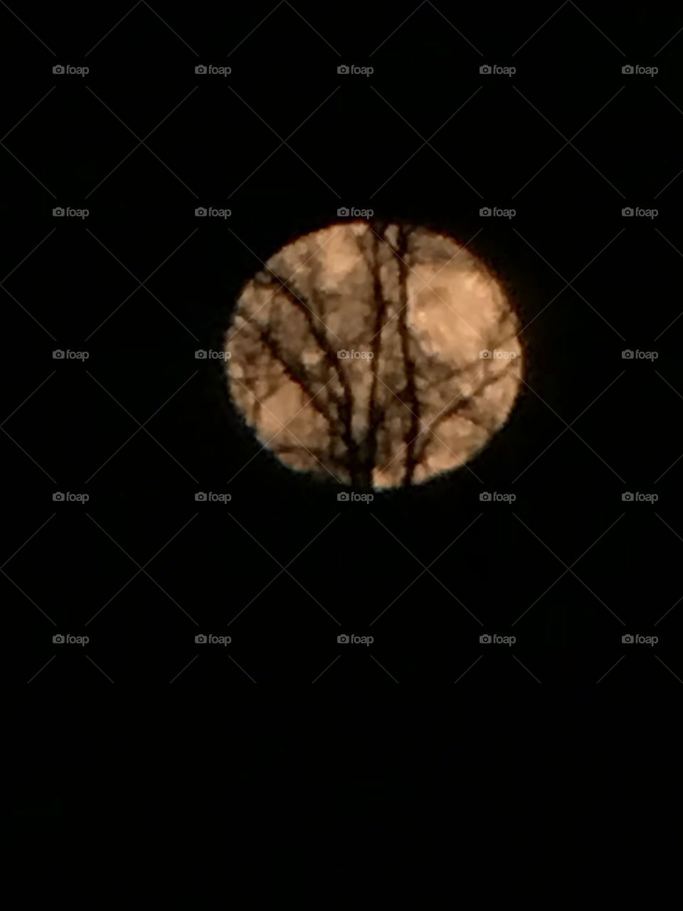 Moon behind the trees 