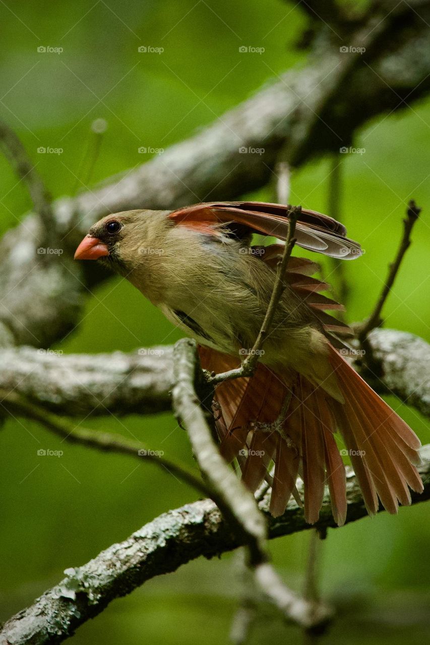 Closeup of female Northern Cardinal fanning out her tail feathers and wings while perching