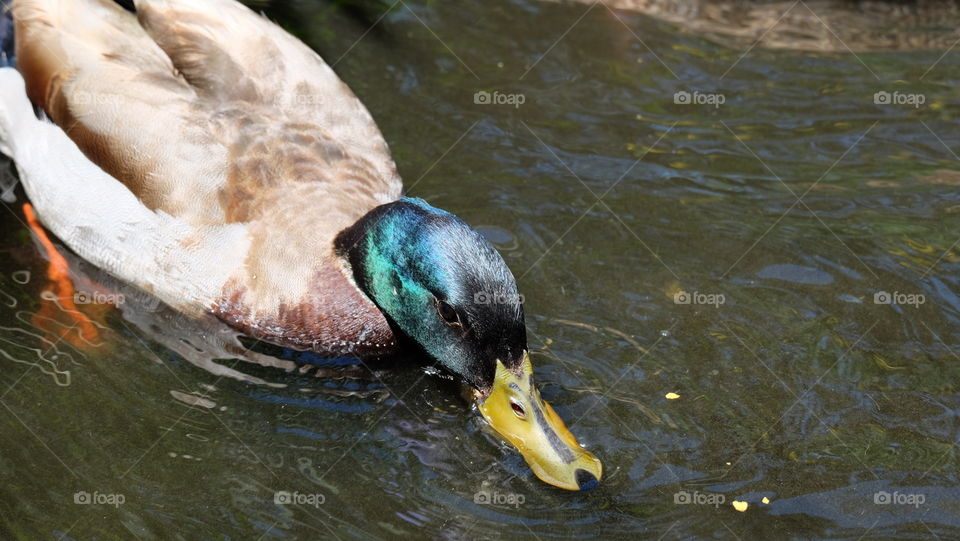 Duck dipping underwater to feed