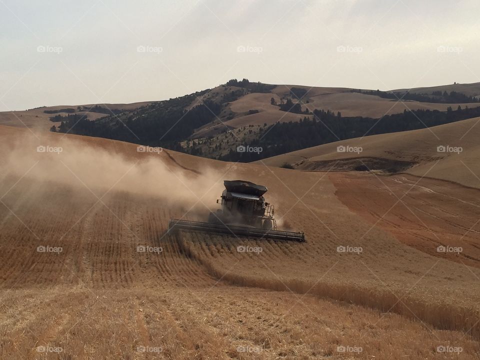 Wheat harvest in Juliaetta, Idaho