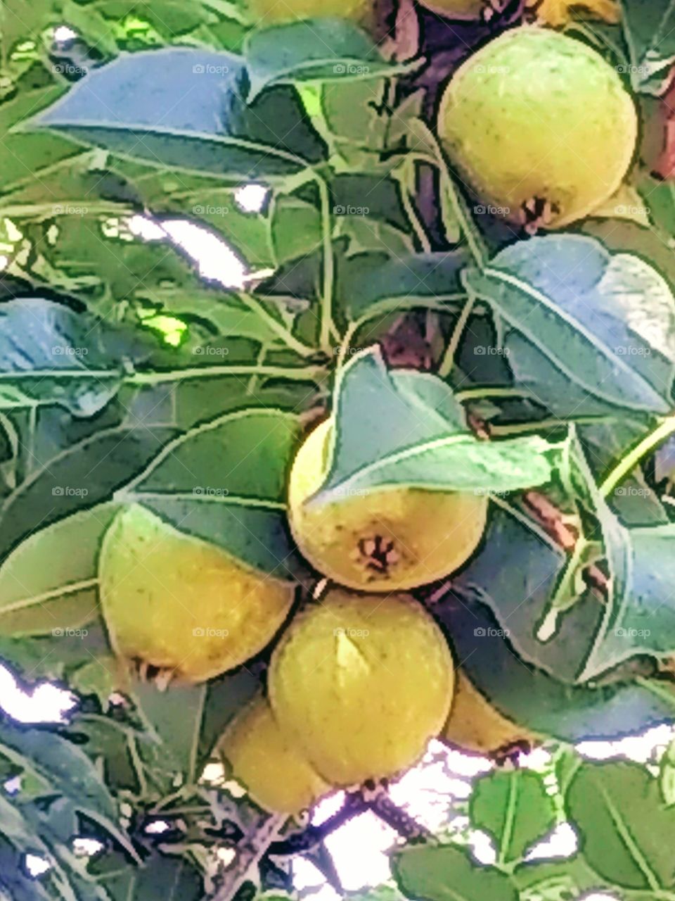 pears