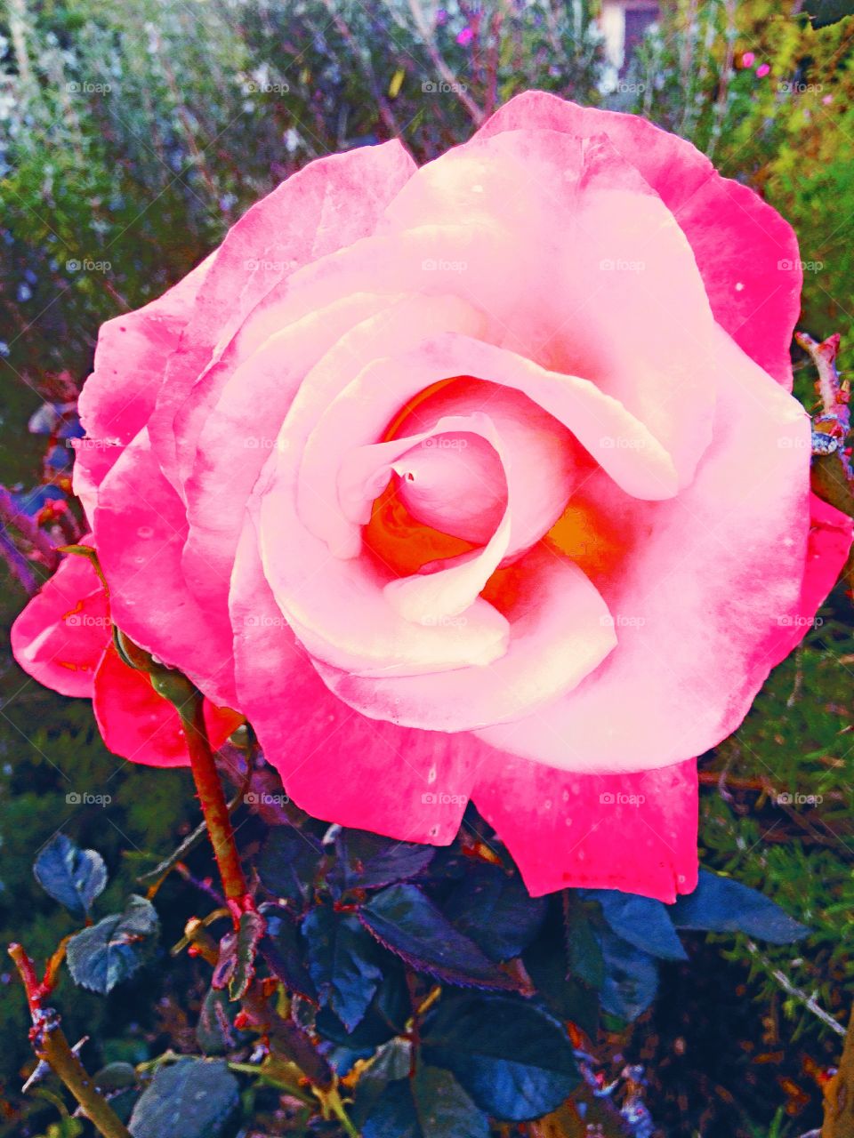 Rose