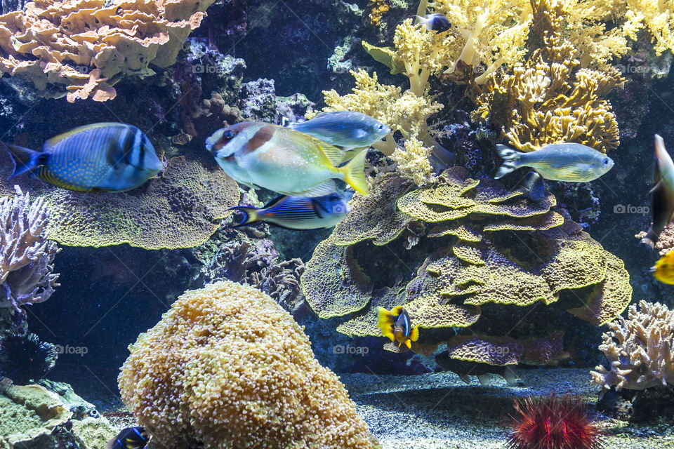 Aquarium in Monaco