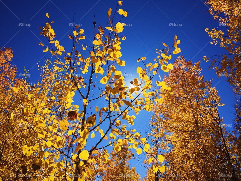 Low angle view of autumn trees, Colorado