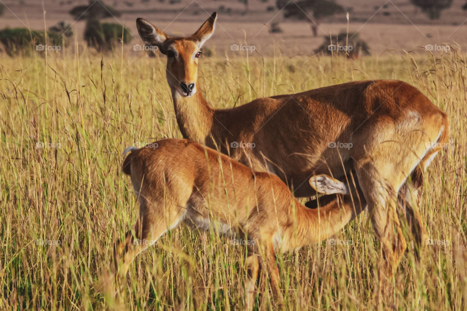 Mother & Baby Ugandan Kobs.
[Taken in Queen Elizabeth National Park Uganda]