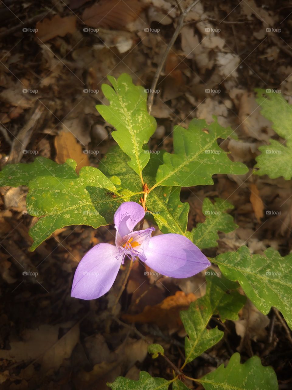 Flower in Forest