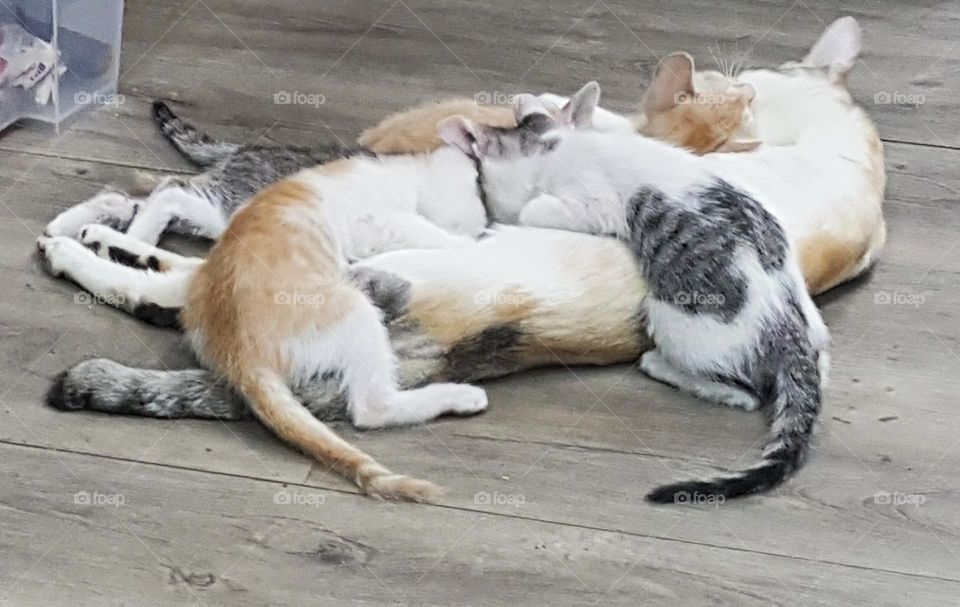 Mother cat feeding her kittens