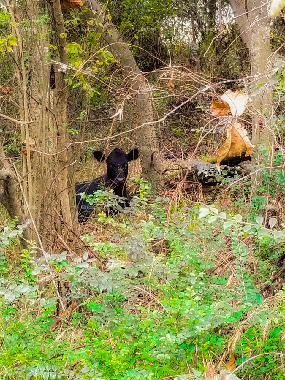 a calf hiding in the brush