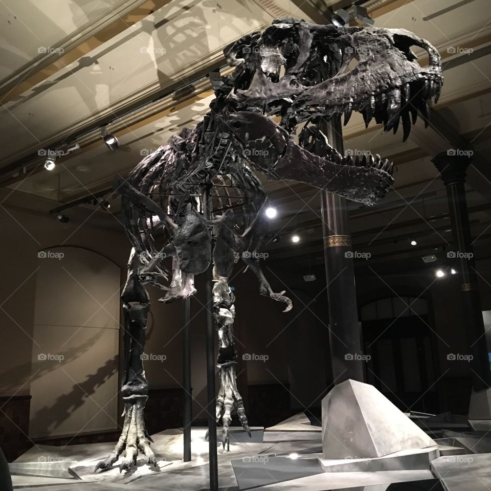 T. Rex Tristan