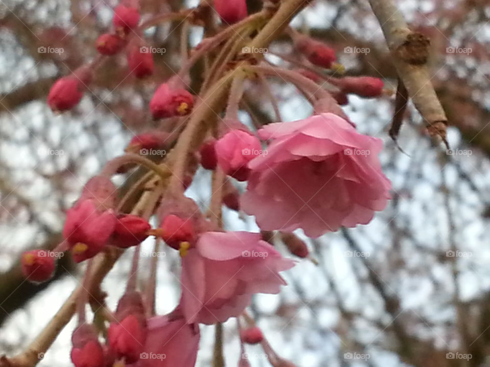 By Dawn's Early Light . Walking home from the mailbox, I took the picture of the blossoms in the neighbor's tree. 