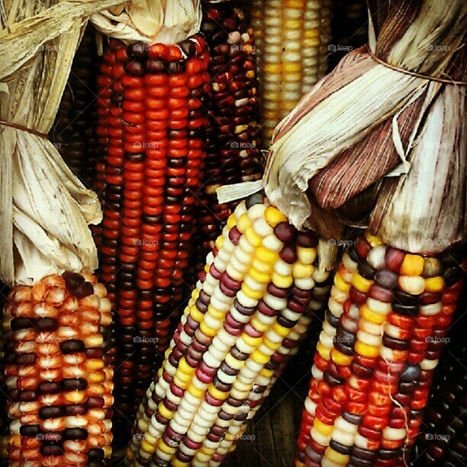 Corn, Corncob, Market, Hazelnut, Agriculture