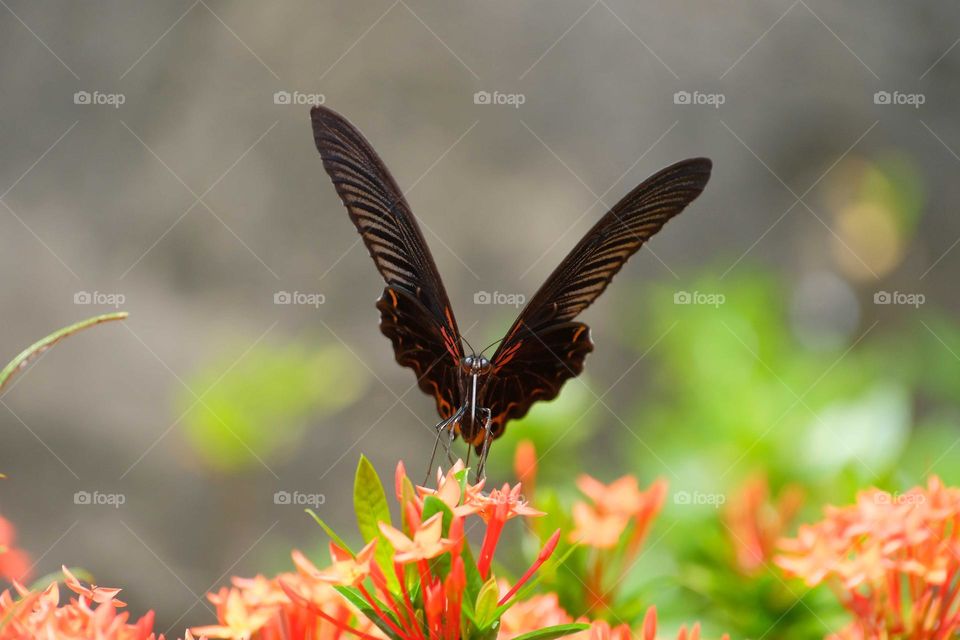 flying butterfly