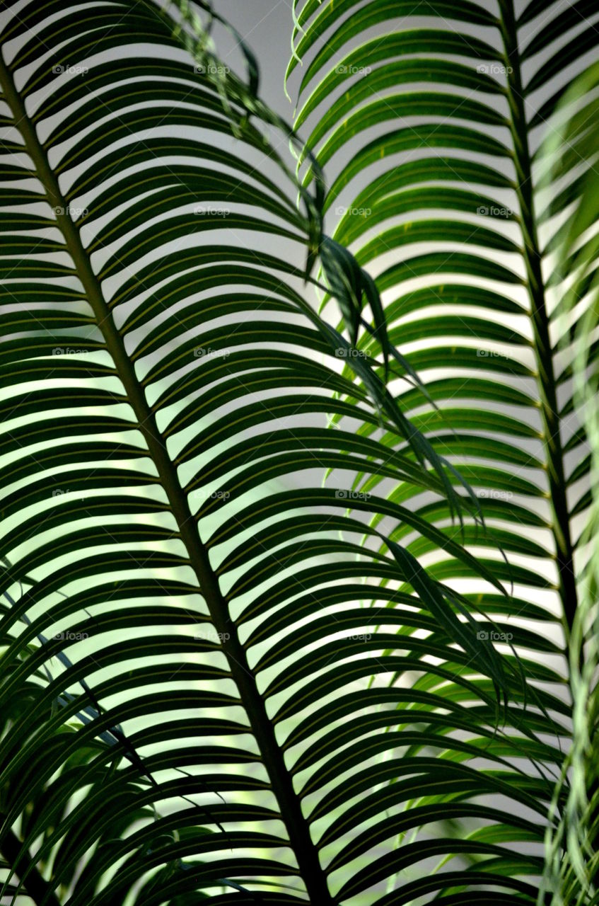 Tree Fern Leaves