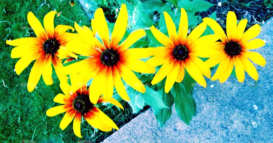 black eyed susans in a flowerbed with Filter