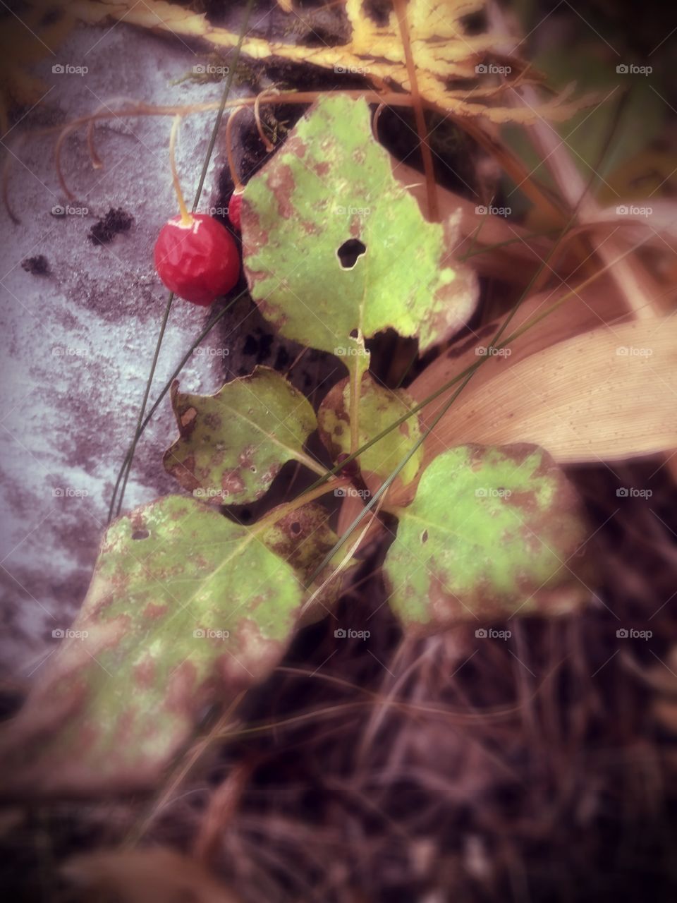 Summer's last berry