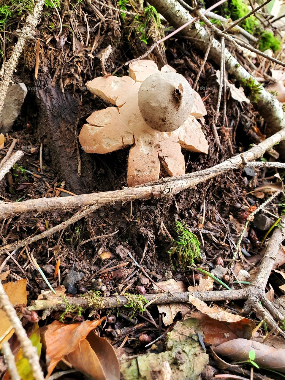 Star mushroom