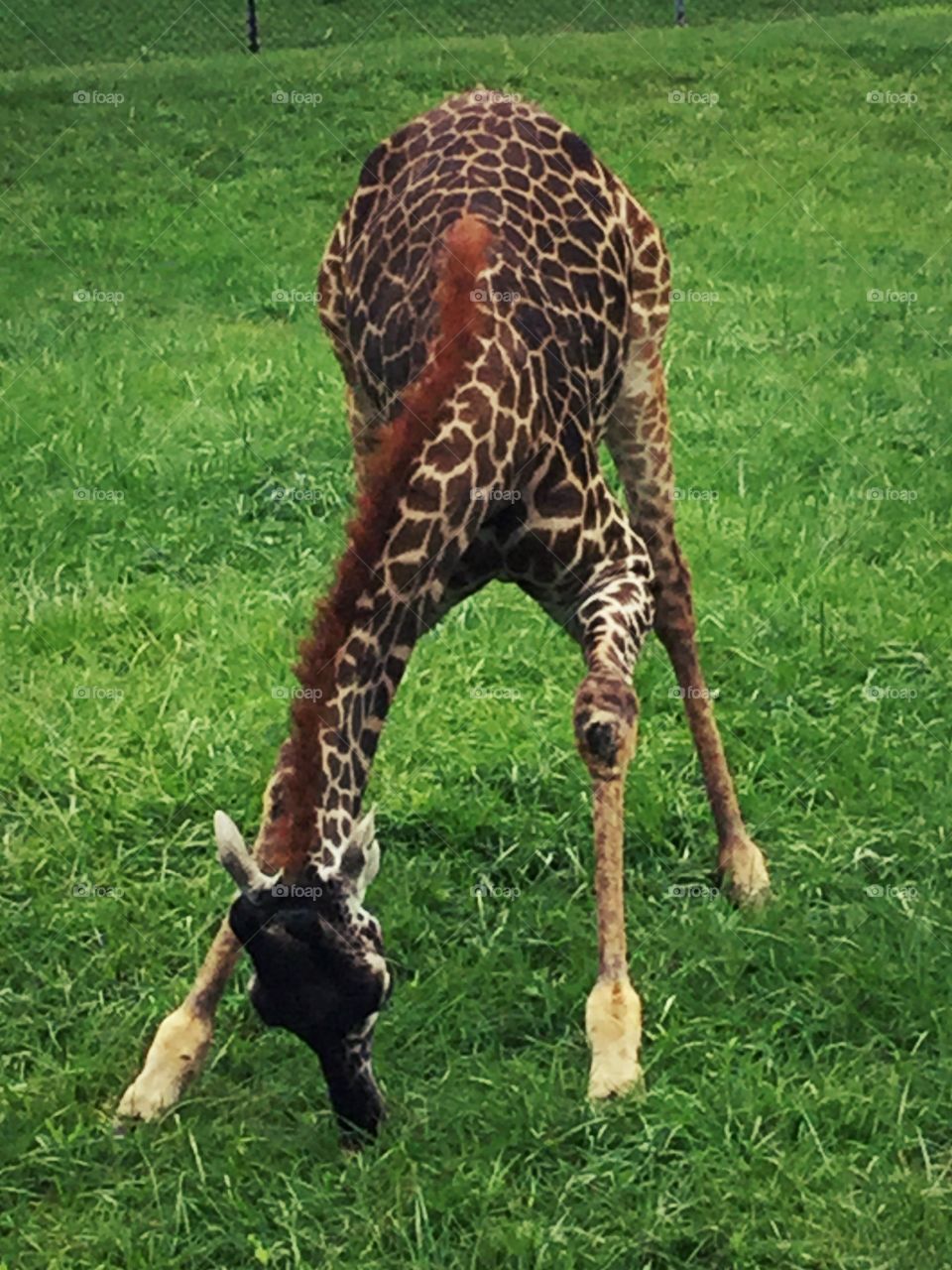 This is a baby giraffe at the Cleveland metro parks zoo 