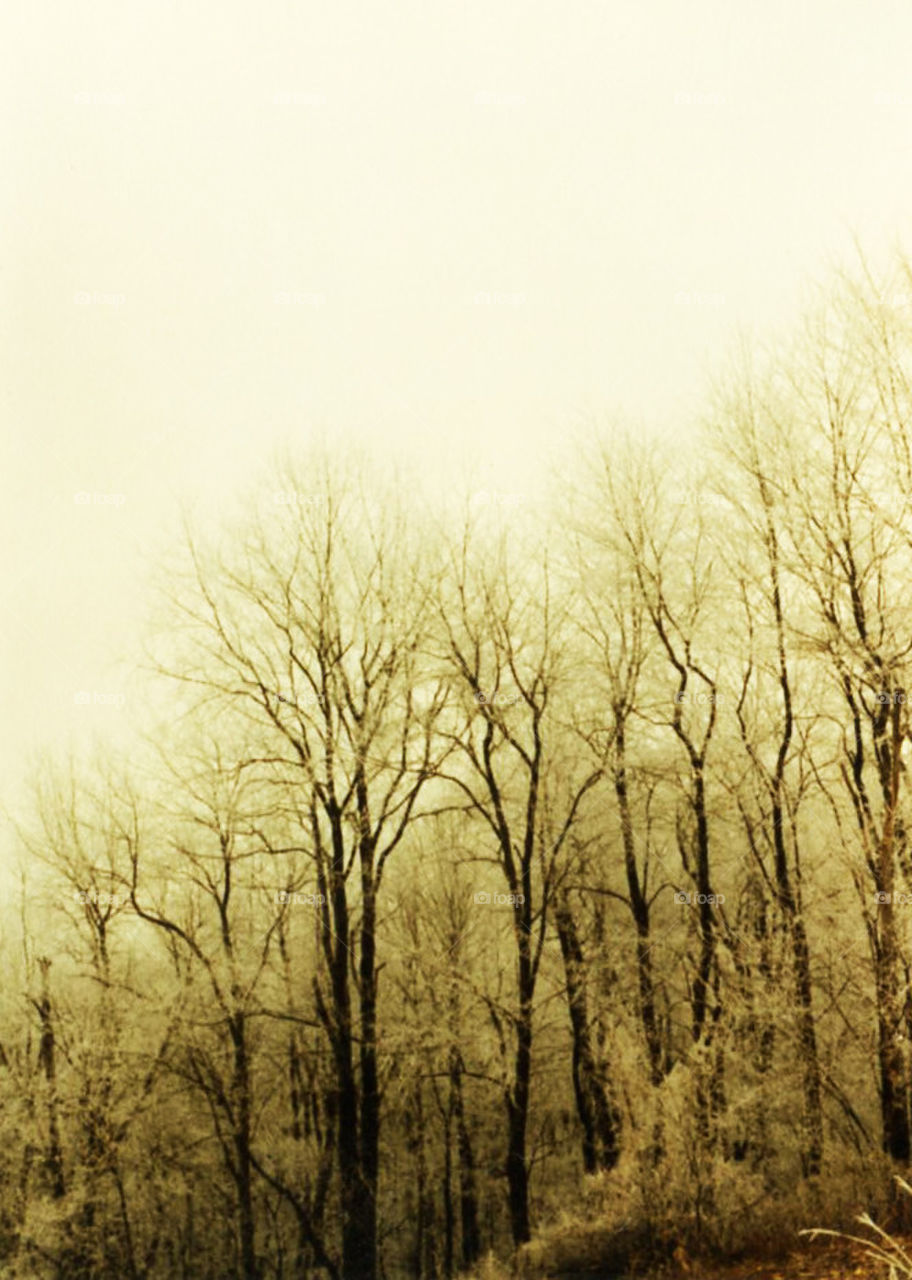 Winter Trees