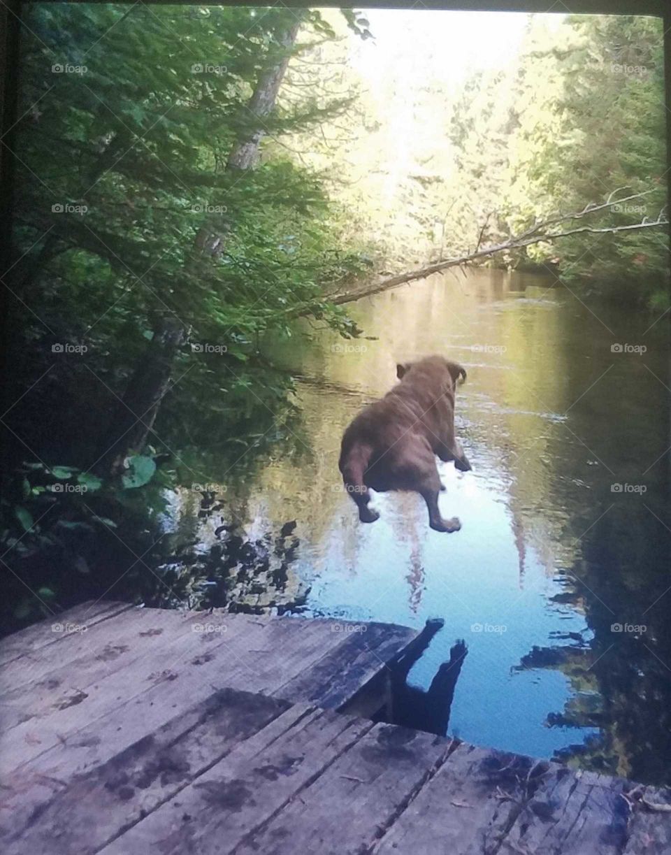 Bob the English bulldog of 14 years jumping into the lake off of the dock full force into the wooded lake area near the Blue Water and green trees