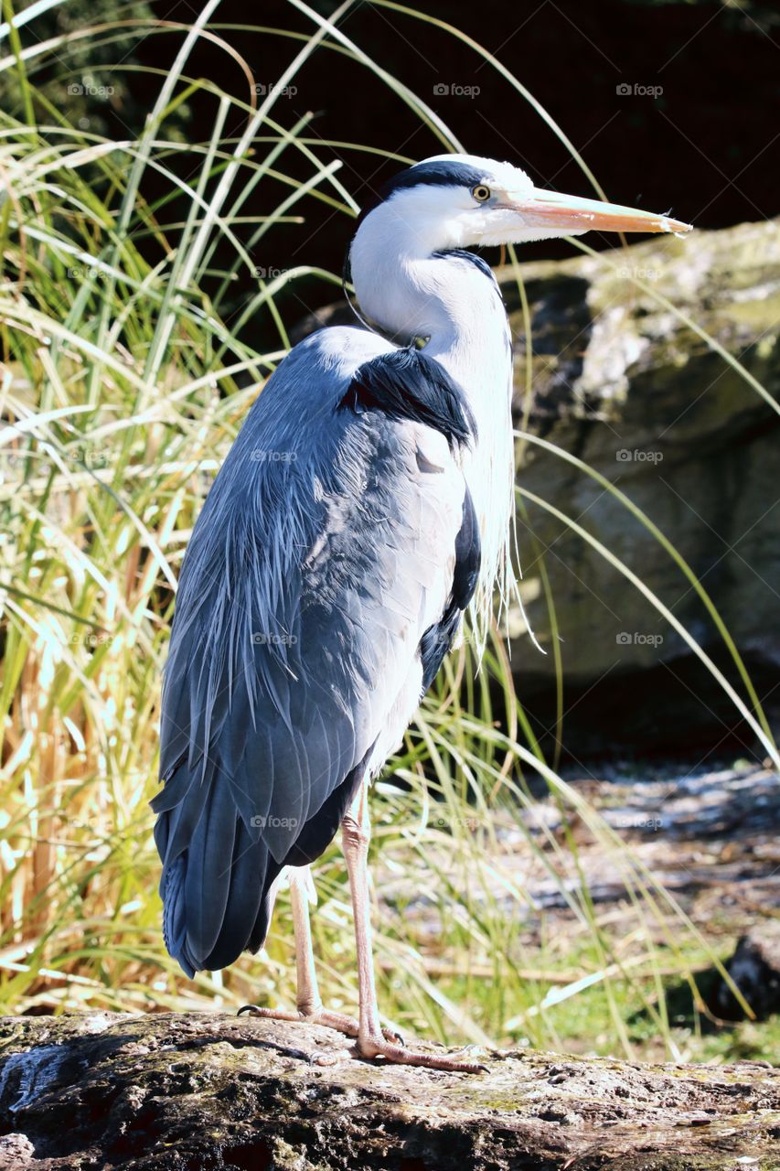 gray heron