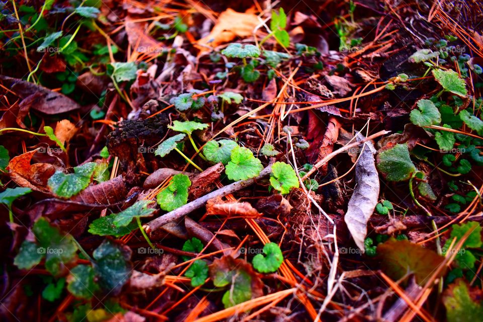 Tiny bits of green in the forest still showing in winter