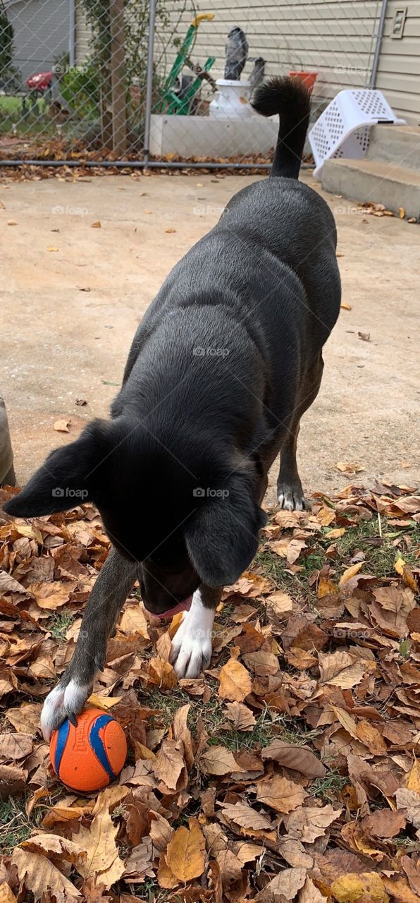 fall leaves black dog blue eyes playing2
