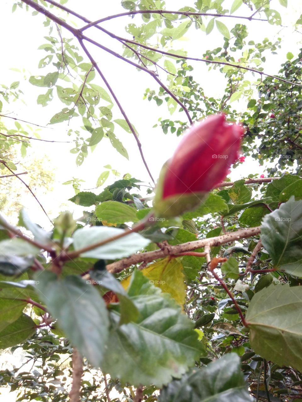 Red Bud
Hibiscus 'S Bud
flower