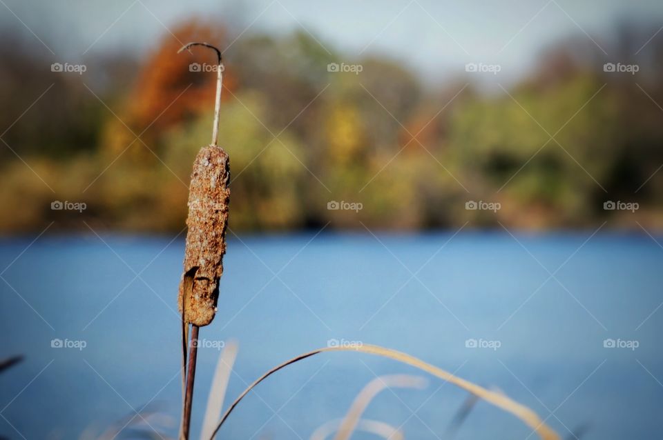 Single Cattail 