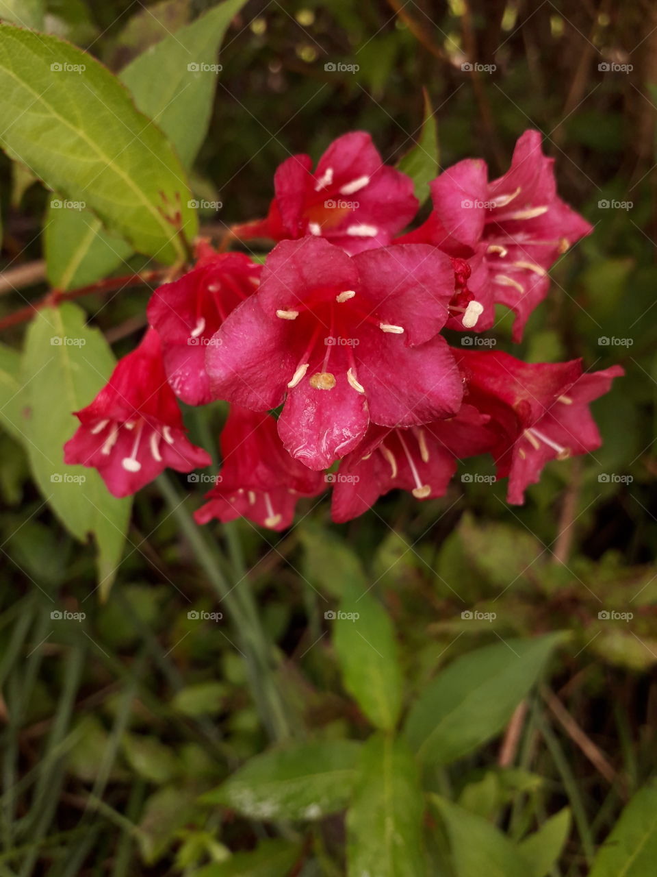 red weigela laye summer