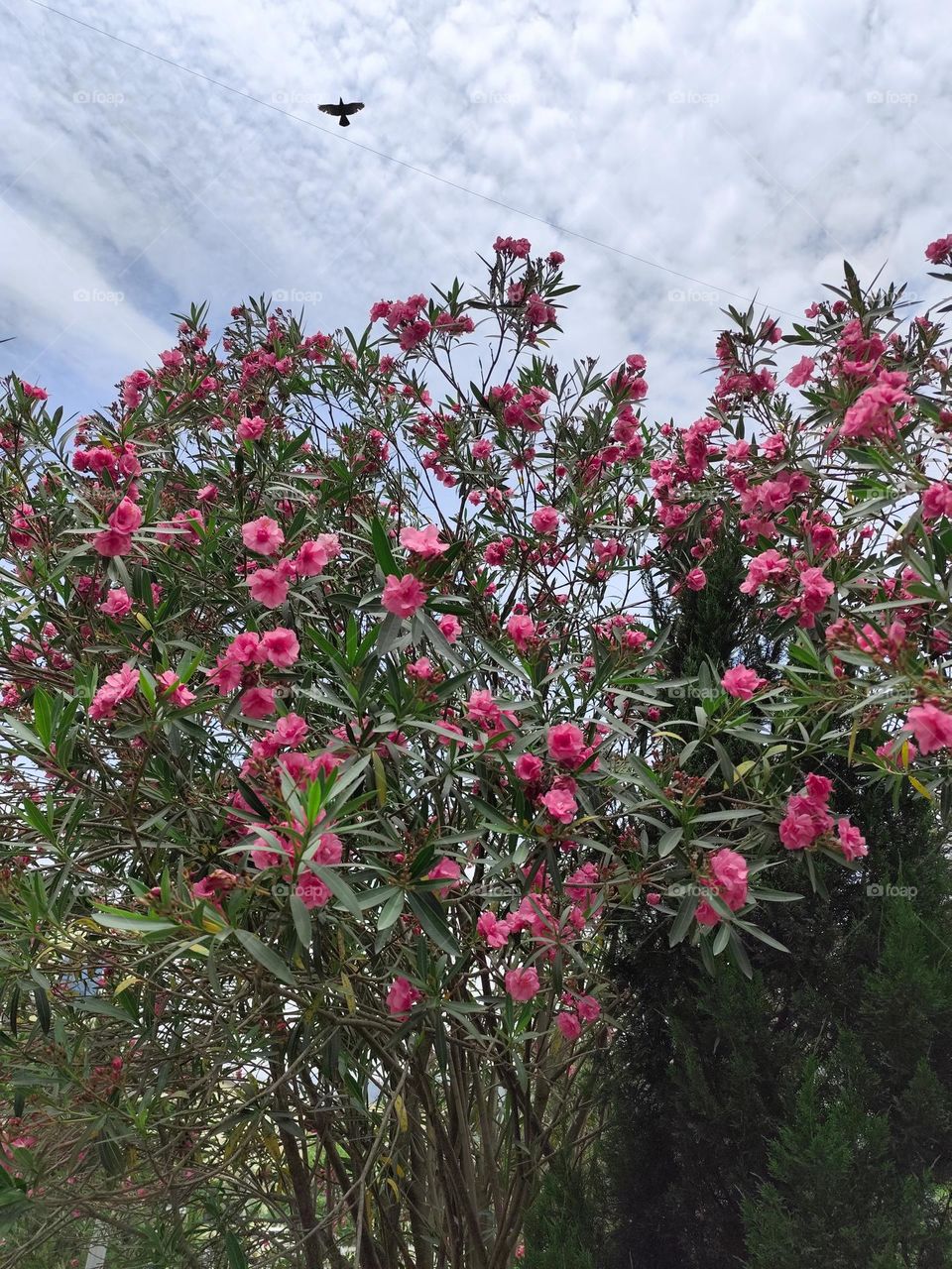 pink flowers in a background of green leaves