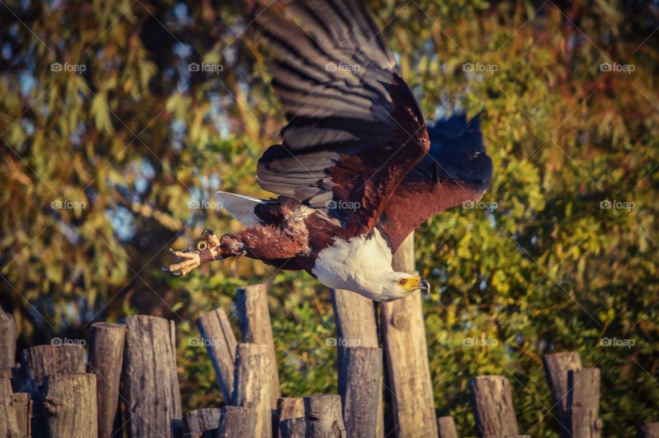 Close-up of eagle flying