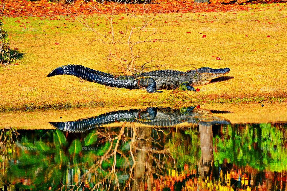 Alligators 