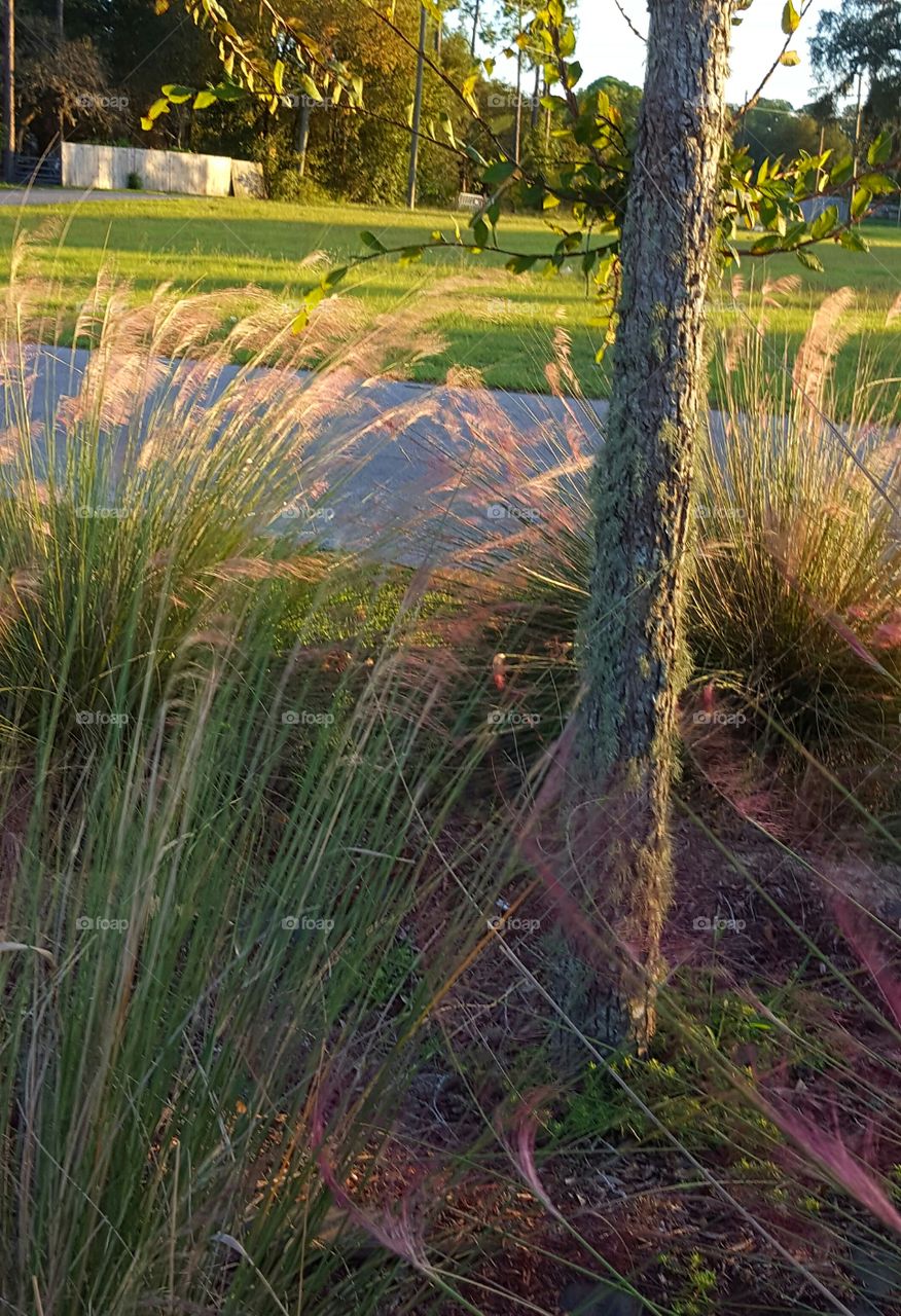 Landscape, Nature, No Person, Flora, Tree