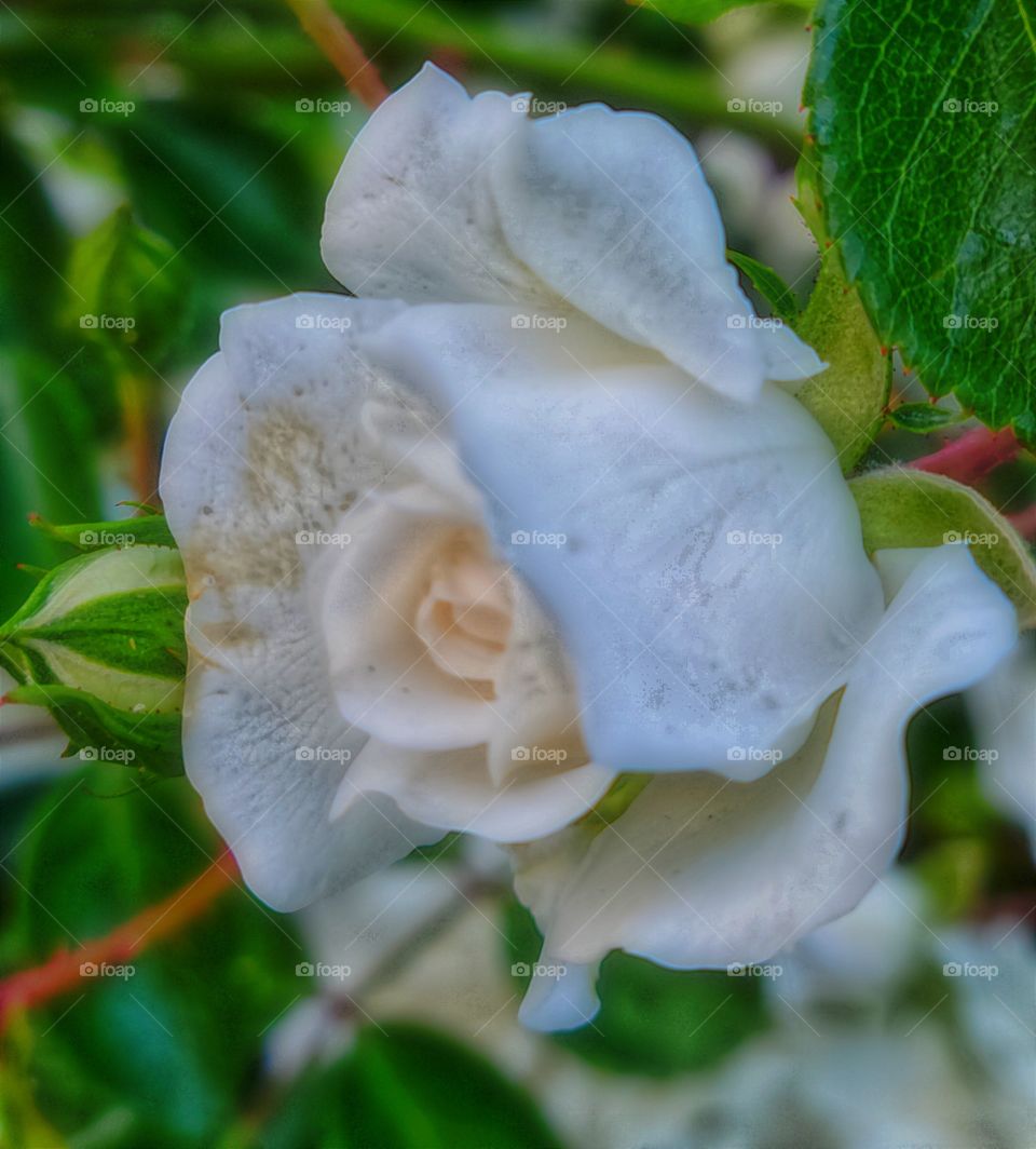 white vine rose