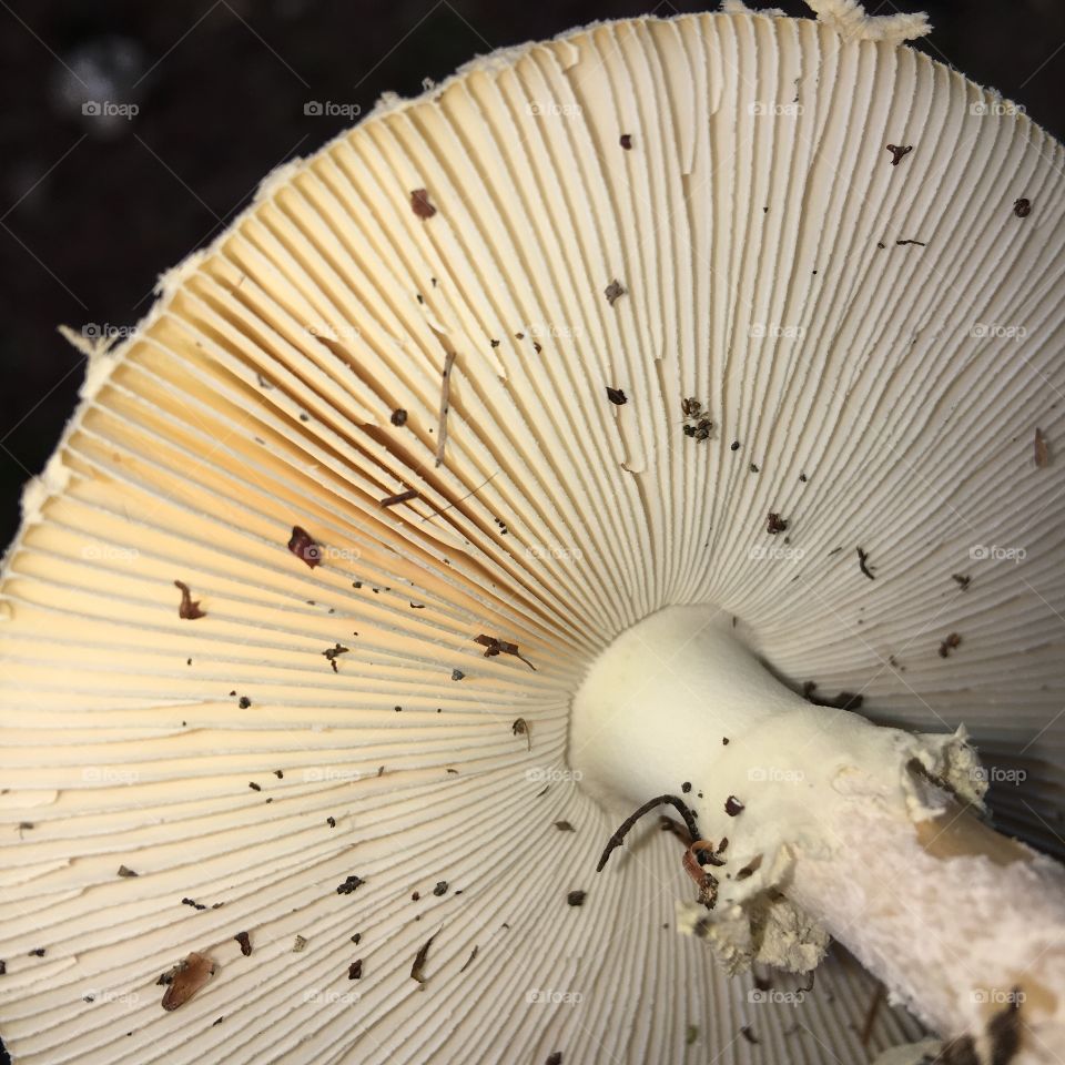 Bottom of a round mushroom. It was yellow on the top side with white dots.