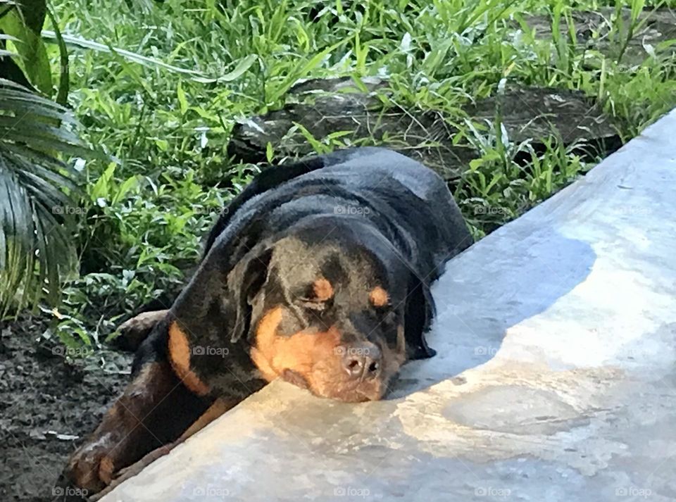 rottweiler dog taking a nap and sunbathing in the garden