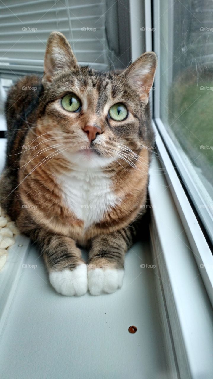 kitty in a window
