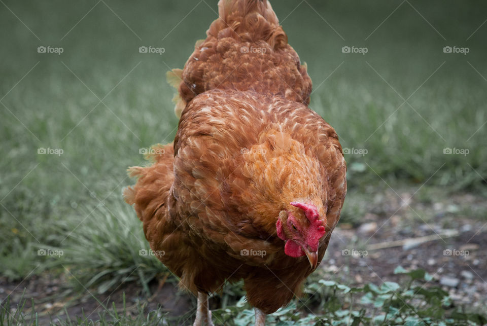 Chicken on the farm 