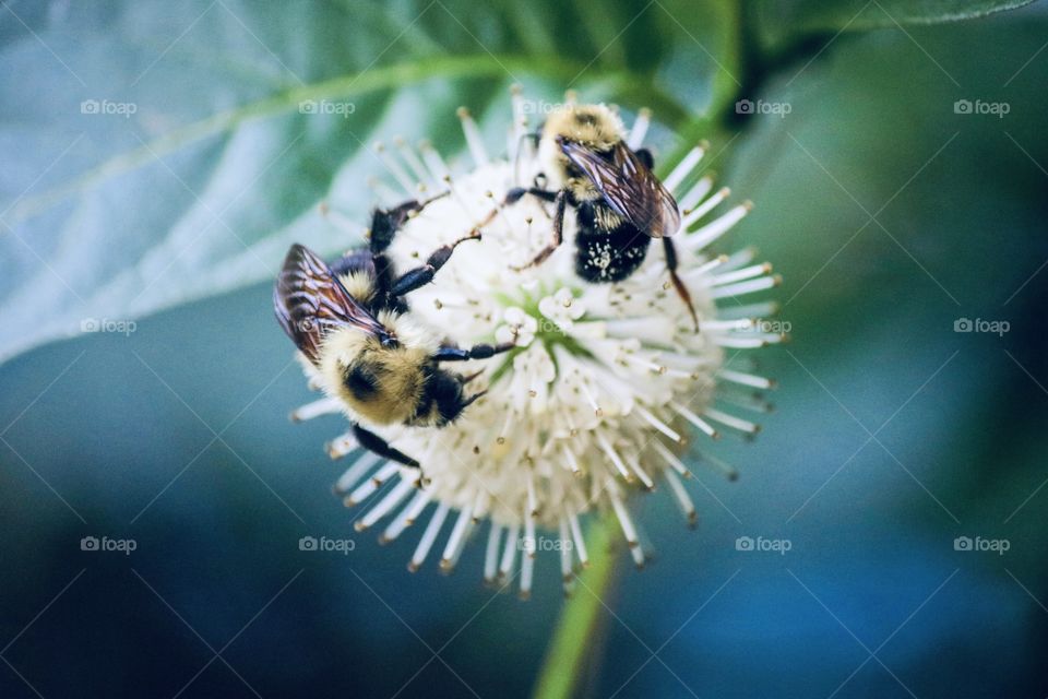 Double the bumblebees