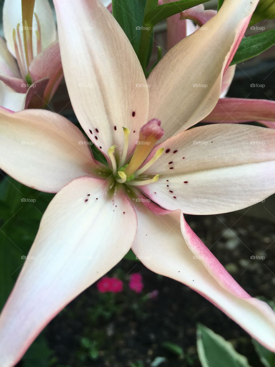 Lily closeup 