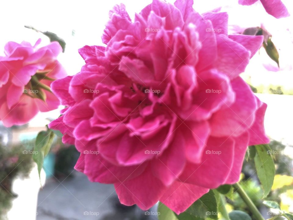 Nụ hồng mong manh.