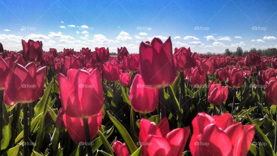 A nicely sunlit field of the Tulips. As far as the eye can see. 