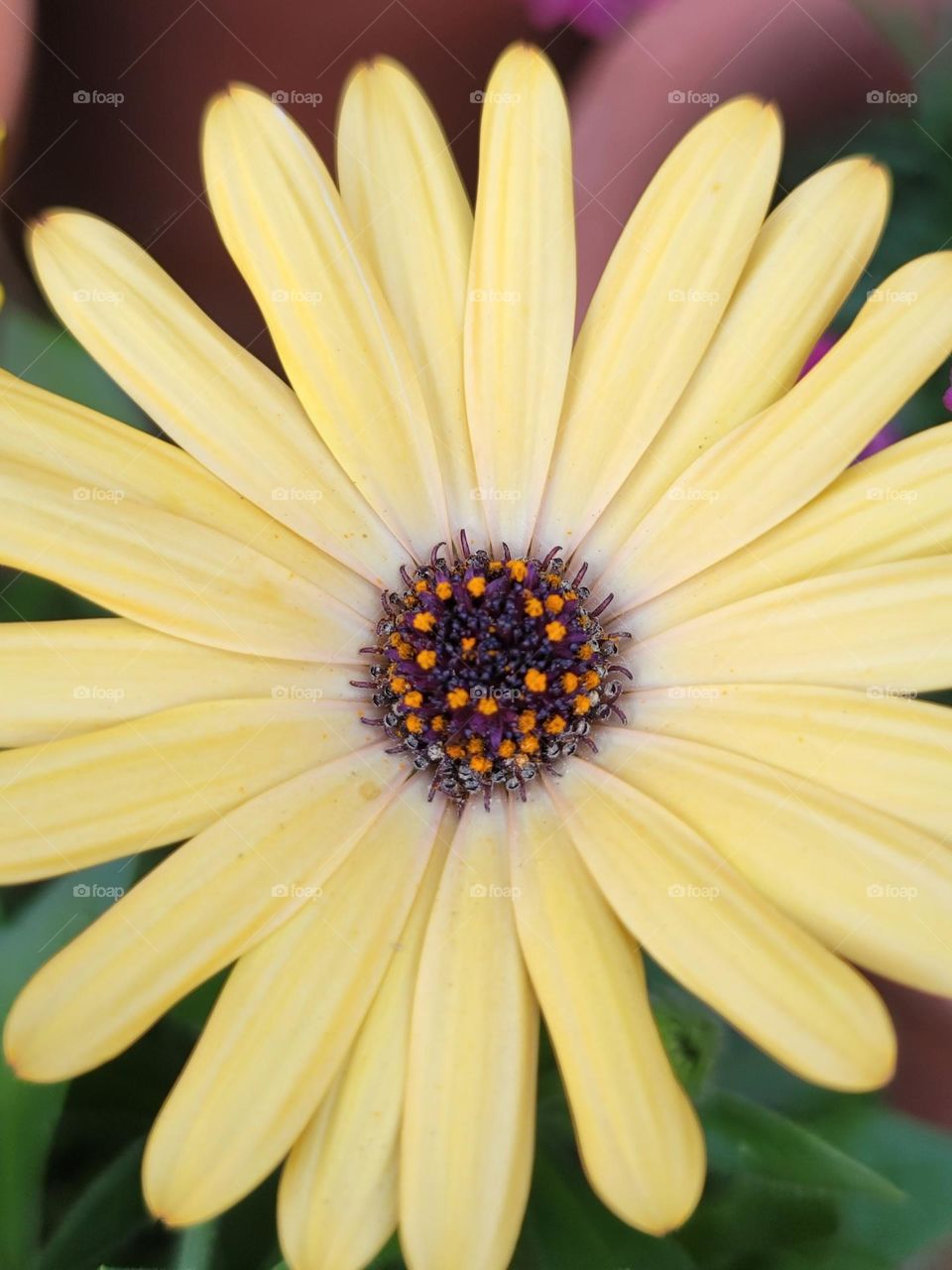 In spring, a kaleidoscope of colors comes alive. A profusion of flowers in every shade—crimson tulips, lavender hyacinths, and snow-white magnolias—transform the landscape into a breathtakingly vivid masterpiece.