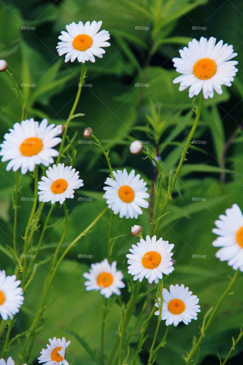 Stop and smell the Daisy's