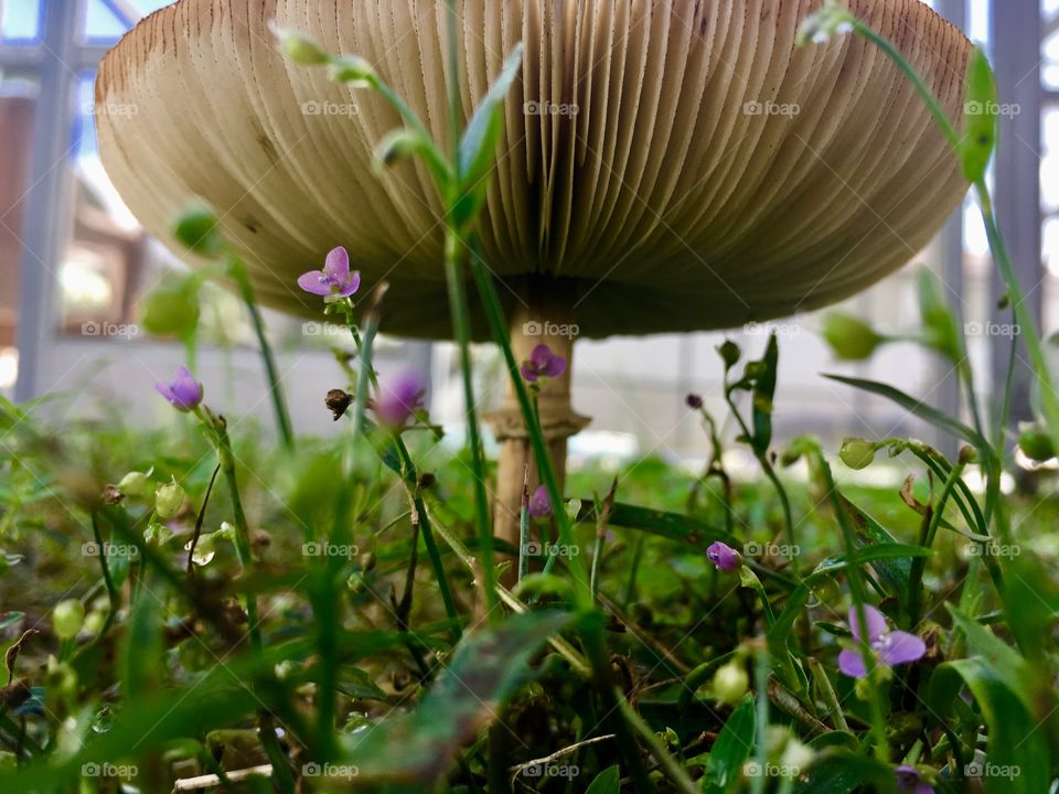 Mushroom with little purple flowers 💐