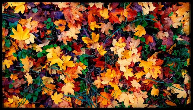 Autumn 2020