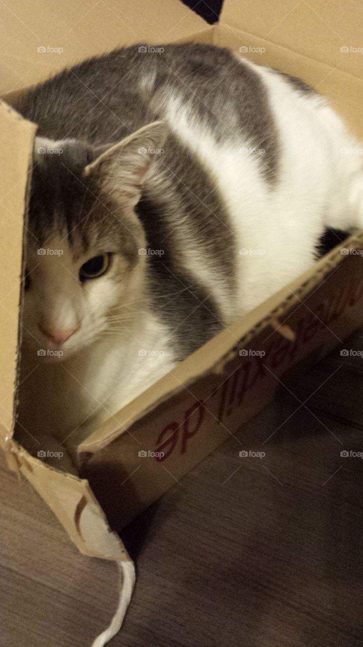 cat in box