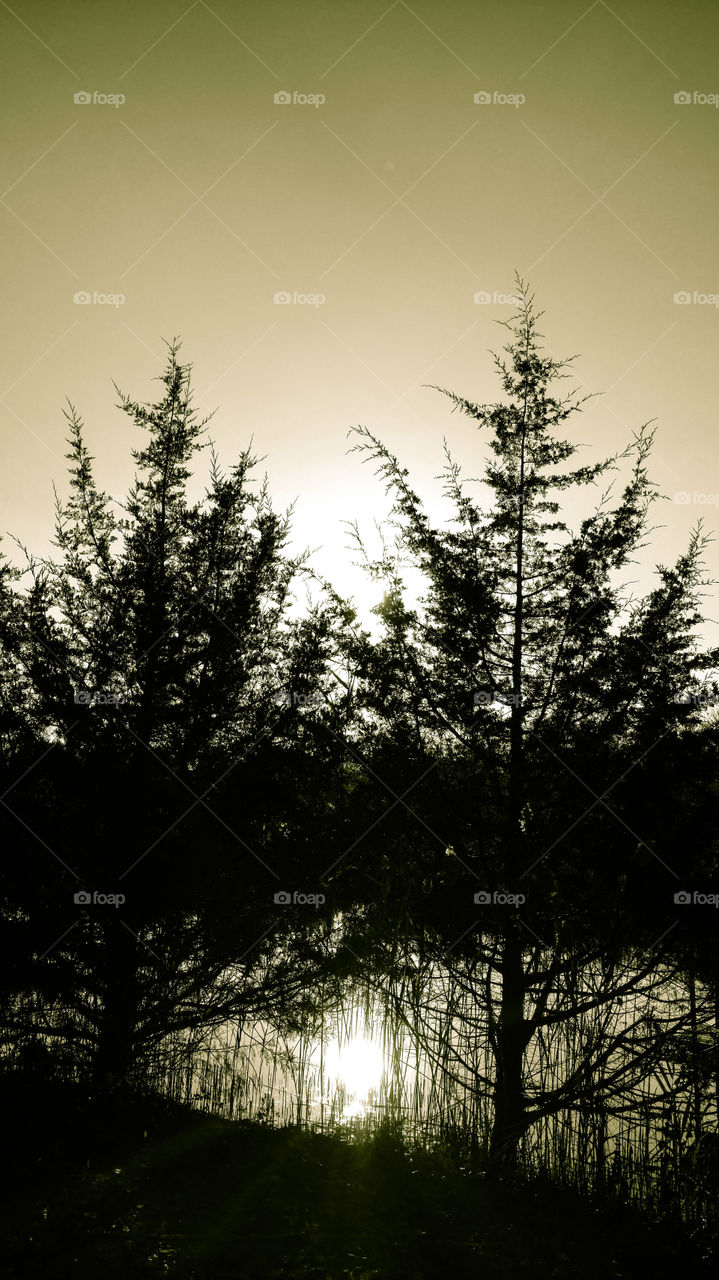 In between the pines