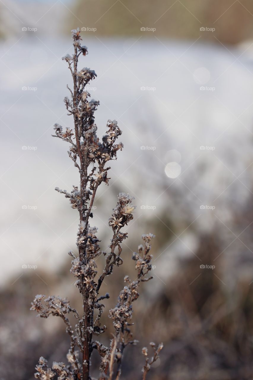 Grey nature close-up